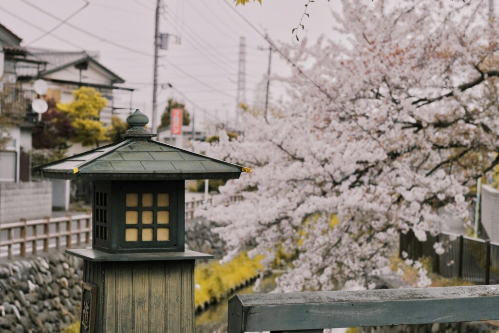 A tranquil street scene featuring cherry blossoms in full bloom and a traditional lantern in Japan.