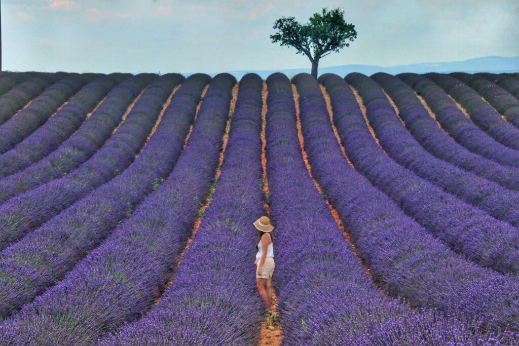 Woman in a hat walking through a scenic lavender field on a sunny day. Tranquil rural landscape.